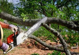 Best Tree Disease Treatment  in Belvidere, IL